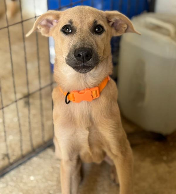 Alex, Paolo & Trilly in cerca di adozione Foto 3